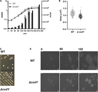 CodY Is a Global Transcriptional Regulator Required for Virulence in Group B Streptococcus